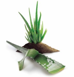 Read more about the article Nahrin Aloe Vera sertifikāts