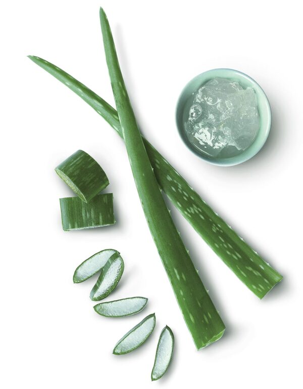 Aloe Vera A.jpg